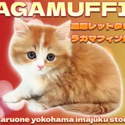 【 ラガマフィン 】初心者必見!濃厚レッドタビーの目ヂカラ最強なアイドル登場!