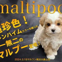 【 ブレンハイム マルプー 】トイプードルとマルチーズから誕生した唯一無二の逸材