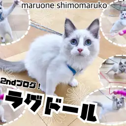 【 ラグドール 】運動神経は抜群…?遊びながら交流の幅を広げて日々勉強中!