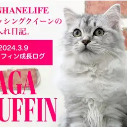 【ラガマフィン成長ログ】本羽田店のブラッシングクイーンとはわたしのことよ！