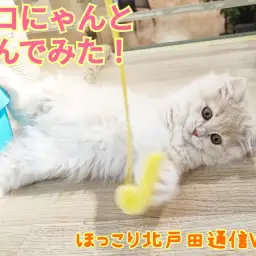 【 ほっこり北戸田通信Vol.9 】スコにゃんと遊んでみた!