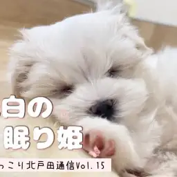 【 ほっこり北戸田通信Vol.15 】純白の眠り姫