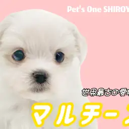 【 マルチーズ 】この可愛さプレミアム級!小さめサイズの甘えんボーイが登場!