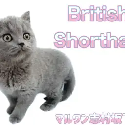 【 ブリティッシュショートヘア 】まん丸ずんぐりボディな癒し系!温厚な女の子!