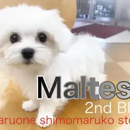 【 マルチーズ 】人慣れ、手入れ慣れ花丸級!愛嬌いっぱいの2ndブログ!