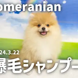 【ポメラニアン成長ログ】爆毛シャンプーに挑戦!半端ない達成感!!!