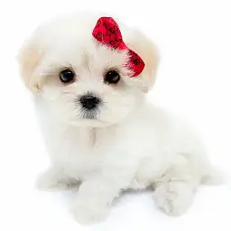 MIX（マルチーズ×トイプードル）