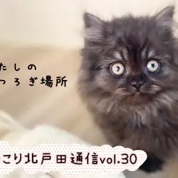 【 ほっこり北戸田通信Vol.30 】くつろぎミヌエットちゃん