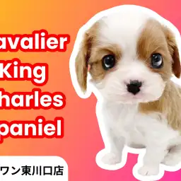 【 キャバリア 】ビギナー必見!ほぼ全ての方にお勧め可能なブレンハイムの男の子