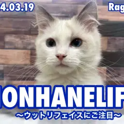 【 ラグドール成長ログ 】ブラッシング中のウットリフェイスにご注目！