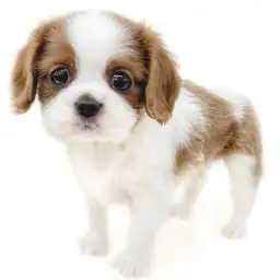 キャバリア・キングチャールズ・スパニエル