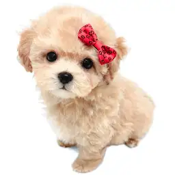 MIX（トイプードル×ビションフリーゼ）