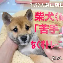 【 柴犬成長ログ 】苦手意識を持つ前に慣らしちゃおう!!社交性と社会性の違いって知ってる?