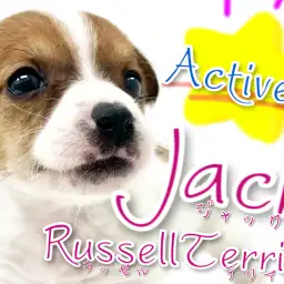 【 ジャックラッセルテリア 】アクティブわんこ代表！共にアウトドアへ出かけよう！