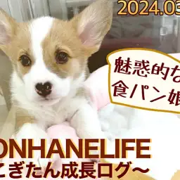 【 コーギー成長ログ 】食パンカラーが魅力的!私の色合い見て見て!