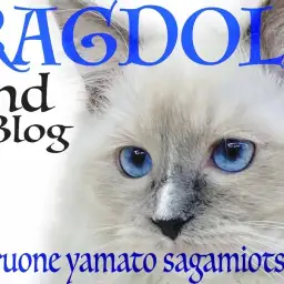 【 ラグドール 】美形!そして癒し系の青い瞳を持つぬいぐるみ猫の2nd記事!