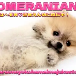 【 ポメラニアン 】生後3ヶ月で700g！目ヂカラ最強の爆毛たぬきポメ！