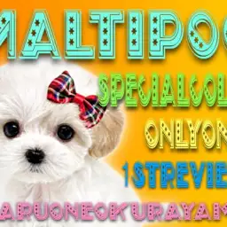 【 マルプー 】超友好的な性格!唯一無二カラーのMIX界のクイーン登場!