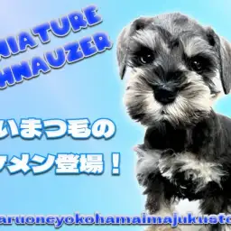 【 ミニチュアシュナウザー 】ソルト&ペッパーのタレ目な困り顔の癒し系登場!