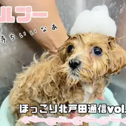 【 ほっこり北戸田通信Vol.25 】シャンプータイムに直撃!