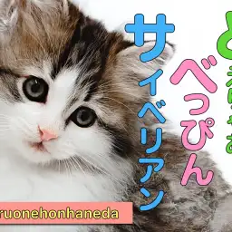 【 サイベリアン 】将来有望なロシアキャットの女王様！トリコロールサイベリアン降臨