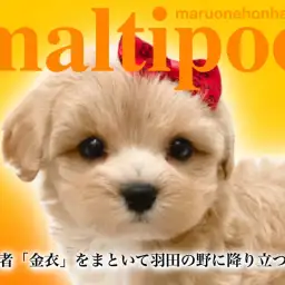 【 MIX マルプー 】超濃厚アプリコットカラーをまとった美少女の特徴をご紹介！