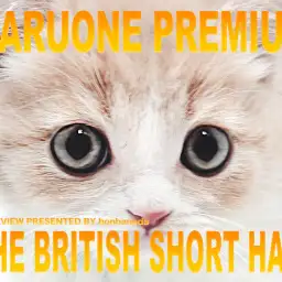 【 ブリティッシュショートヘア 】良血統のDNAを受け継いだプレミアムニャンコ！