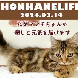 【 マンチカン成長ログ 】短足マンチちゃんが今日も癒しと元気をお届けします！