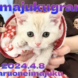 【 イマジュクグラム 】超人懐っこいクリームカラーの短足マンチカンの男の子！