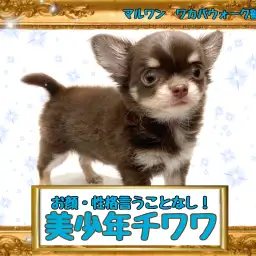 【 チワワ 】お顔・性格100点満点の美少年チワワちゃん