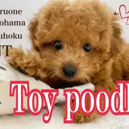 【 トイ・プードル 】完璧なルックスに美しい被毛のプレミアムレディ