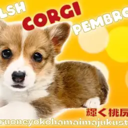 【 コーギー 】白いマフラーと白い靴下を履いたおしゃれ番長!短い手足と桃尻は必見