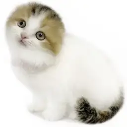 スコティッシュフォールド