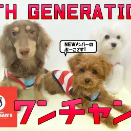 【 4代目ワンチャンズとワンニャンズ 】新メンバーのぷーこちゃんのご紹介!