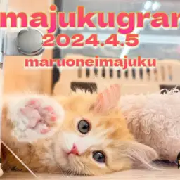 【 イマジュクグラム 】ブラッシングもへっちゃらな超絶美人なラガマフィンの女の子