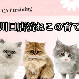 【 ねこの育て方 】性格良い子を多数輩出！東川口店流の猫ちゃんの育て方大公開！