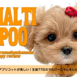 【 マルプー 】究極のアプリコットが美しい！生後77日のマルプーちゃんをレビュー！