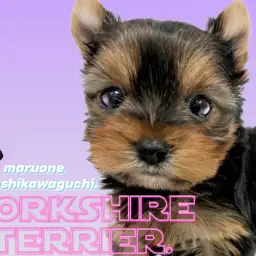 【 ヨークシャーテリア 】初心者様必見!天真爛漫なスーパーアイドル!