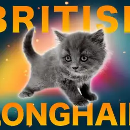 【 ブリティッシュロングヘア 】激レアにゃんこが大倉山店に初登場!!