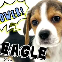 【 ビーグル 】アウトドアドッグの真骨頂！横浜元町の元気印！！