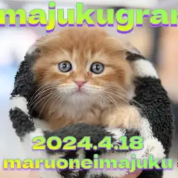 【 イマジュクグラム 】垂れ耳で丸顔の癒し系!レッドタビーの男の子登場!