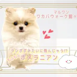 【 ポメラニアン 】もふもふ綿毛に癒されてみては?魅力たっぷりポメちゃん