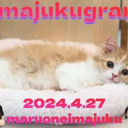 【 イマジュクグラム 】目ヂカラ最強!温厚ラガマフィンちゃまのお手入れに密着!