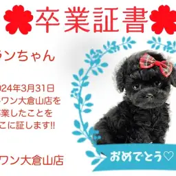 【 卒業証書 】ソランちゃん卒業おめでとう!!スタッフママより愛を込めて!
