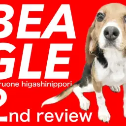 【 ビーグル 】皆の心を満たすから私のお腹を満たしてね!元気担当ビーちゃんです!