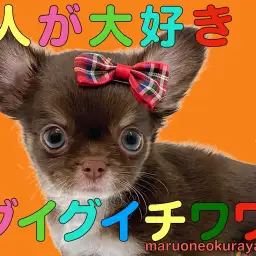 【 チワワ 】物怖じしない性格の優しいチョコタンカラーの女の子!