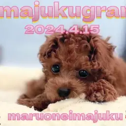 【 イマジュクグラム 】生後3ヶ月のトイプードルちゃま!ヘソ天マッサージに密着!