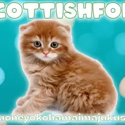 【 スコティッシュフォールド 】濃厚レッドタビーの垂れ耳丸顔な癒し系の男の子!