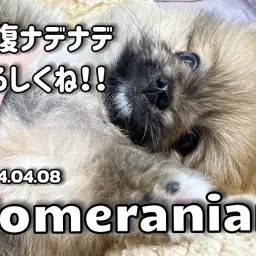 【 ポメラニアン 】こぐまちゃんと楽しいスキンシップトレーニング！