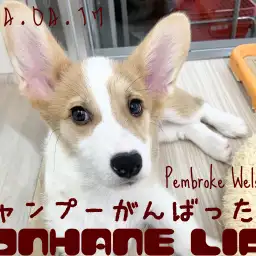 【 コーギー成長ログ 】シャンプーがんばったよ！コギたん編